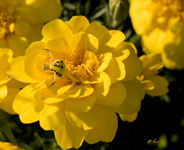Yellow Crab Spider in Marigolds